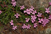 DPPhotography - Corsica - Saponaria ocymoides - B