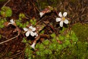 DPPhotography - Corsica - Saxifraga cervicornis - A