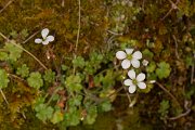 DPPhotography - Corsica - Saxifraga corsica - A