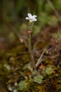 DPPhotography - Corsica - Saxifraga corsica - C