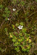 DPPhotography - Corsica - Saxifraga corsica - D