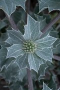 DPPhotography - Corsica - Sea holly - B