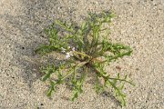 DPPhotography - Corsica - Sea rocket - C