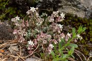 DPPhotography - Corsica - Sedum brevifolium - A