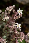 DPPhotography - Corsica - Sedum brevifolium - C