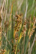 DPPhotography - Corsica - Sharp rush, Juncus acutus - A