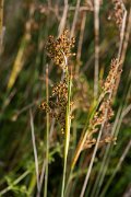 DPPhotography - Corsica - Sharp rush, Juncus acutus - B