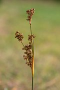 DPPhotography - Corsica - Sharp rush, Juncus acutus - D