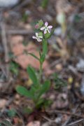 DPPhotography - Corsica - Silene gallica - A