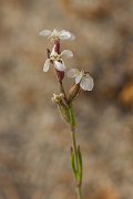 DPPhotography - Corsica - Silene gallica - B