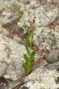 DPPhotography - Corsica - Silene gallica - E