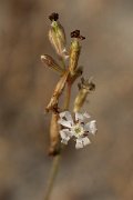 DPPhotography - Corsica - Silene nicaeensi - B