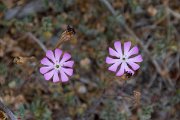 DPPhotography - Corsica - Silene sericea - A