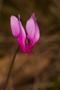 DPPhotography - Corsica - Spring sowbread, Cyclamen repandum - C