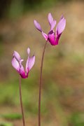 DPPhotography - Corsica - Spring sowbread, Cyclamen repandum - D