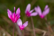 DPPhotography - Corsica - Spring sowbread, Cyclamen repandum - E