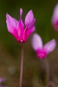 DPPhotography - Corsica - Spring sowbread, Cyclamen repandum - F