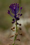 DPPhotography - Corsica - Tassel hyacinth, Muscari comosum - A