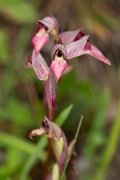DPPhotography - Corsica - Tongue orchid - B
