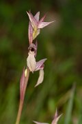 DPPhotography - Corsica - Tongue orchid - D