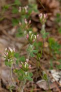 DPPhotography - Corsica - Trifolium squamosum - A