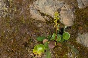DPPhotography - Corsica - Umbilicus rupestris - A