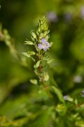 DPPhotography - Corsica - Veronica anagallis-aquatica - A