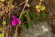DPPhotography - Corsica - Vicia angustifolia - A