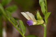DPPhotography - Corsica - Vicia barbazitae - B