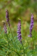 DPPhotography - Corsica - Vicia cracca - A
