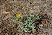 DPPhotography - Corsica - Yellow horned poppy - A