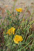 DPPhotography - Corsica - Yellow horned poppy - C