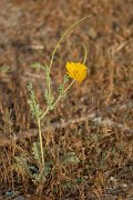 DPPhotography - Corsica - Yellow horned poppy - D