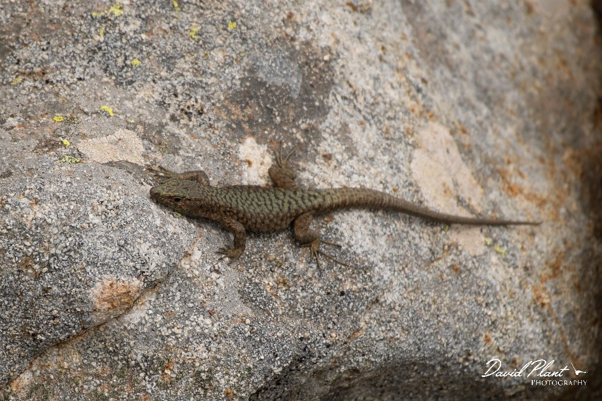 DPPhotography - Corsica - Bedriaga's rock lizard - A.jpg - Bedriaga's rock lizard - Col de Verghio, Corsica