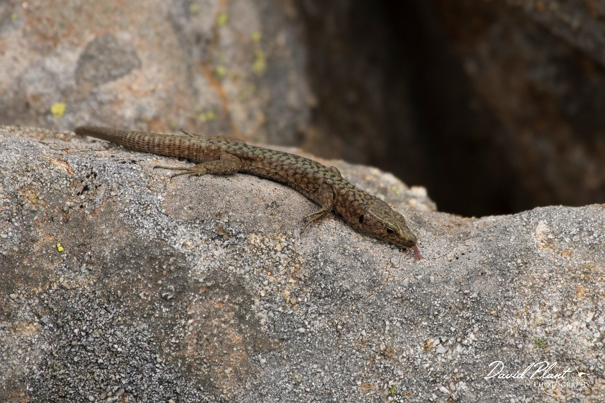 DPPhotography - Corsica - Bedriaga's rock lizard - B.jpg - Bedriaga's rock lizard - Col de Verghio, Corsica