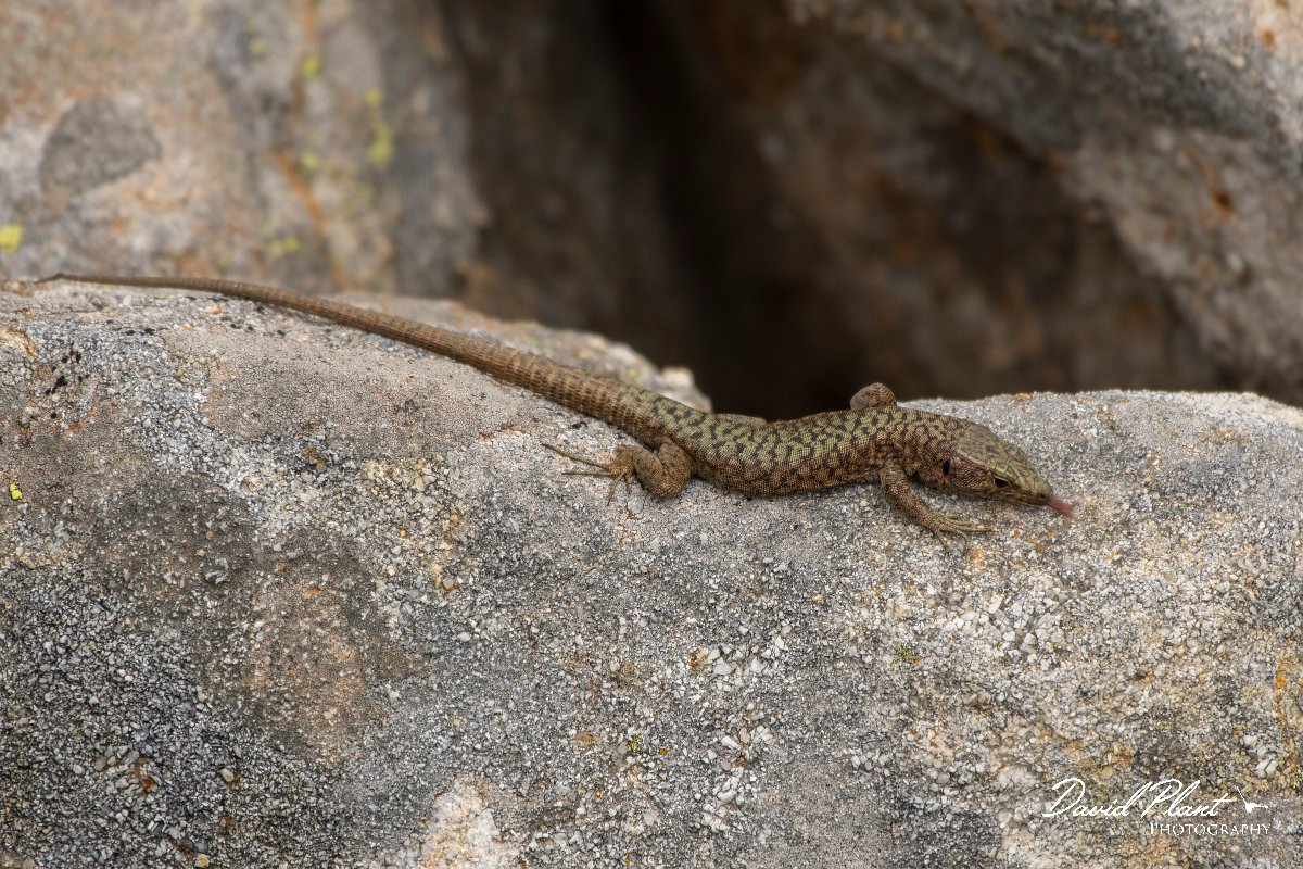 DPPhotography - Corsica - Bedriaga's rock lizard - C.jpg - Bedriaga's rock lizard - Col de Verghio, Corsica