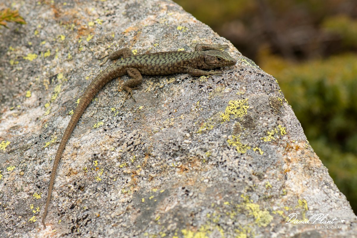 DPPhotography - Corsica - Bedriaga's rock lizard - F.jpg - Bedriaga's rock lizard - Col de Verghio, Corsica