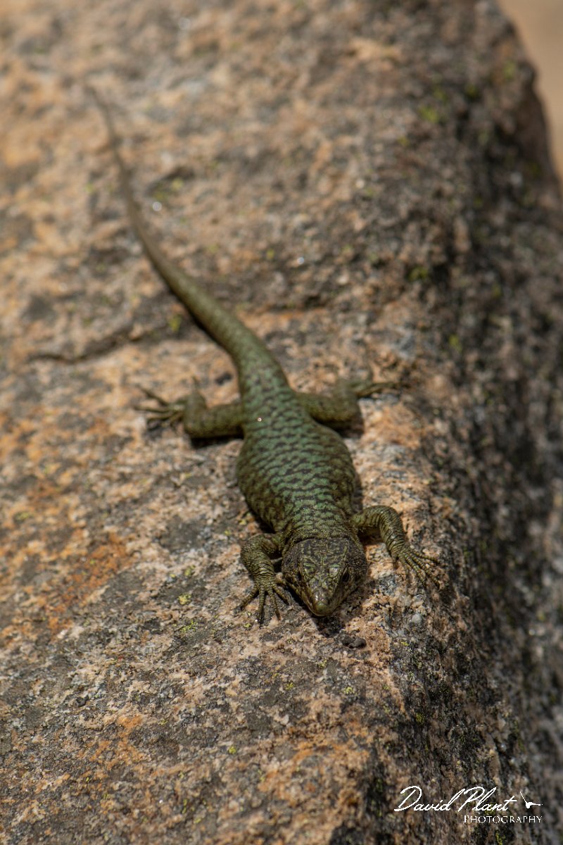 DPPhotography - Corsica - Bedriaga's rock lizard - I.jpg - Bedriaga's rock lizard - Col de Verghio, Corsica