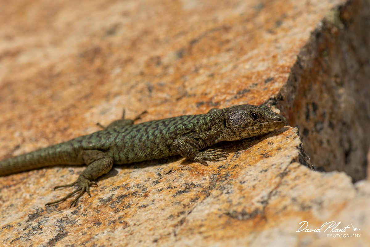 DPPhotography - Corsica - Bedriaga's rock lizard - L.jpg - Bedriaga's rock lizard - Col de Verghio, Corsica