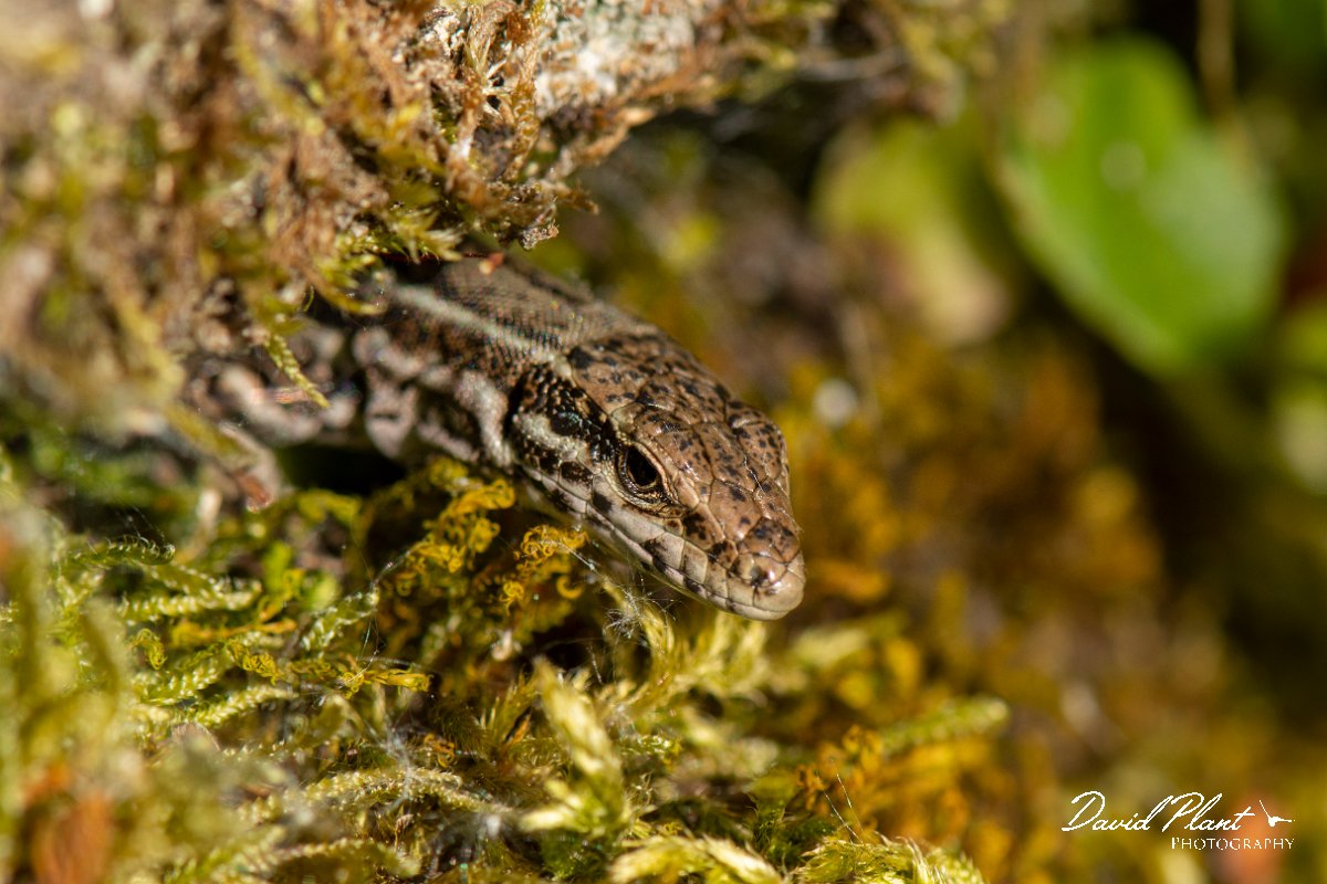 DPPhotography - Corsica - Tyrrhenian wall lizard - AA.jpg - Tyrrhenian wall lizard - Verghello Valley, Corsica