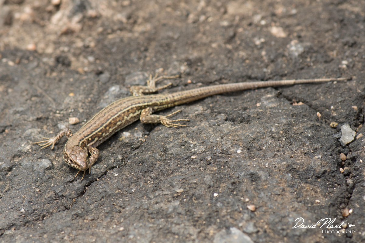DPPhotography - Corsica - Tyrrhenian wall lizard - C.jpg - Tyrrhenian wall lizard - Bavella Pass, Corsica