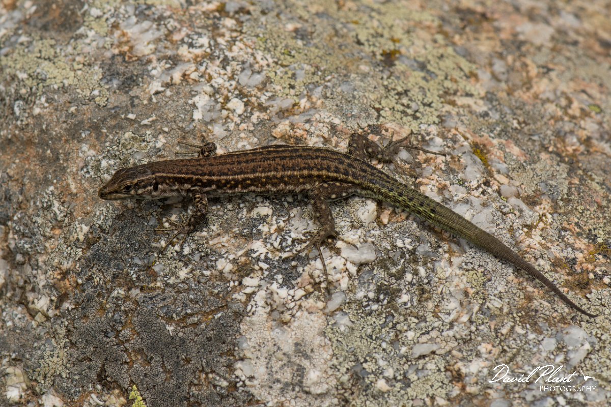 DPPhotography - Corsica - Tyrrhenian wall lizard - F.jpg - Tyrrhenian wall lizard - Bavella Pass, Corsica