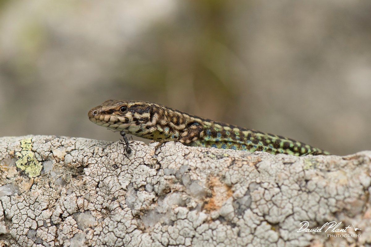 DPPhotography - Corsica - Tyrrhenian wall lizard - I.jpg - Tyrrhenian wall lizard - Bavella Pass, Corsica