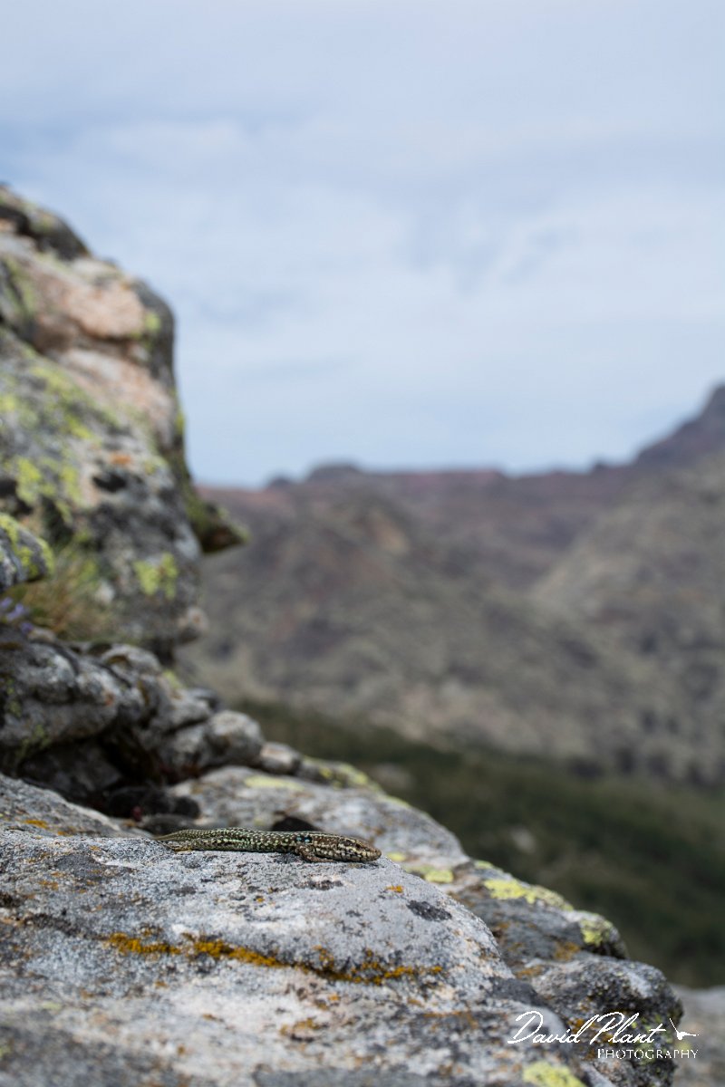 DPPhotography - Corsica - Tyrrhenian wall lizard - M.jpg - Tyrrhenian wall lizard - Col de Verghio, Corsica