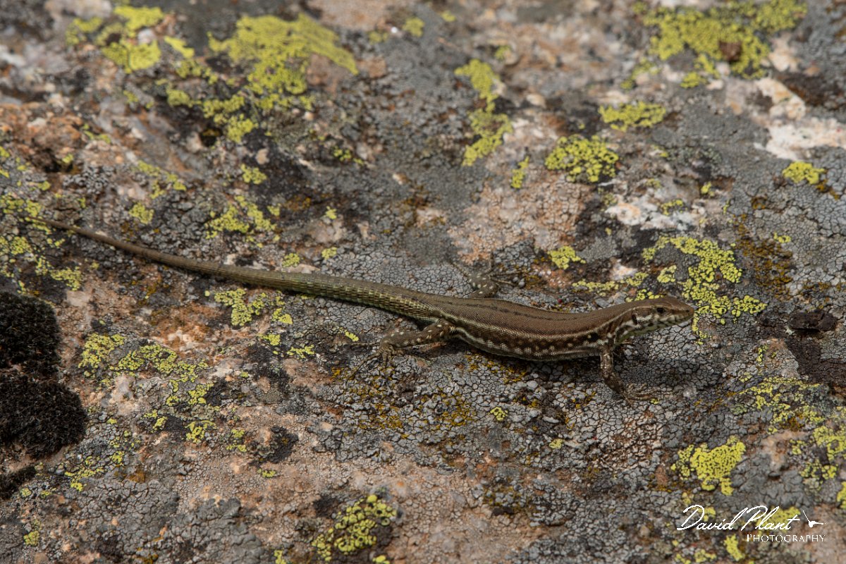 DPPhotography - Corsica - Tyrrhenian wall lizard - N.jpg - Tyrrhenian wall lizard - Bavella Pass, Corsica