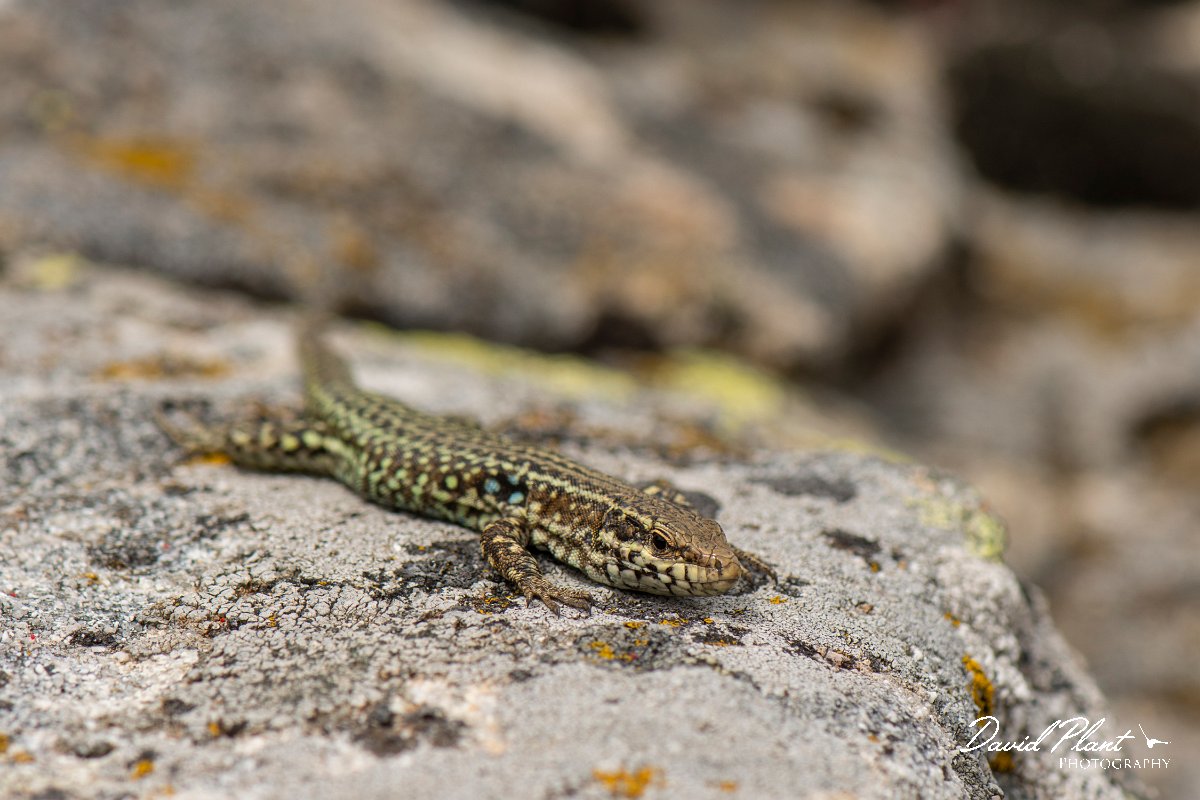 DPPhotography - Corsica - Tyrrhenian wall lizard - P.jpg - Tyrrhenian wall lizard - Col de Verghio, Corsica