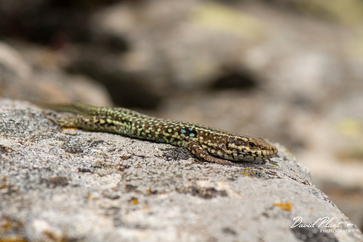 DPPhotography - Corsica - Tyrrhenian wall lizard - Q.jpg - Tyrrhenian wall lizard - Col de Verghio, Corsica