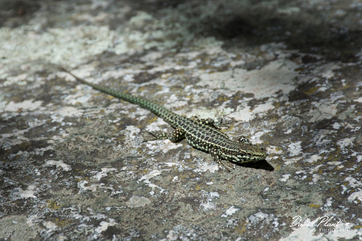 DPPhotography - Corsica - Tyrrhenian wall lizard - R.jpg - Tyrrhenian wall lizard - Restonica Valley, Corsica