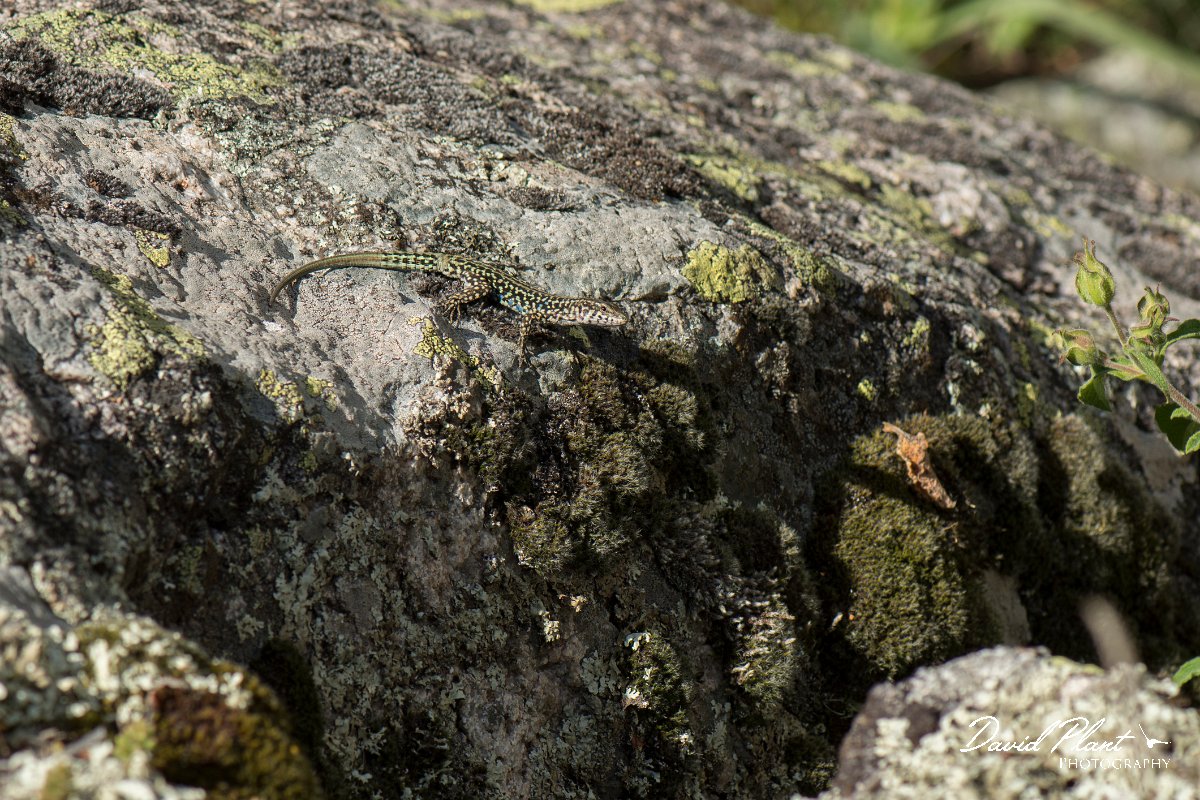 DPPhotography - Corsica - Tyrrhenian wall lizard - S.jpg - Tyrrhenian wall lizard - Verghello Valley, Corsica