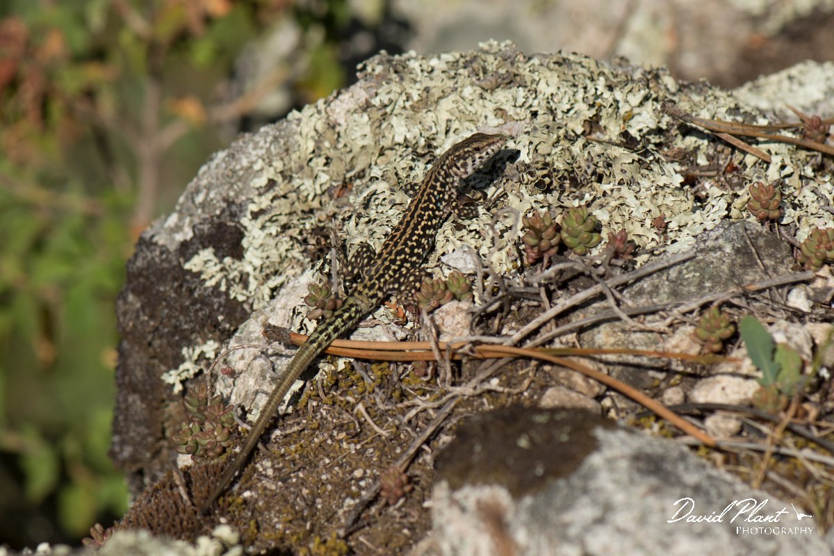 DPPhotography - Corsica - Tyrrhenian wall lizard - T.jpg - Tyrrhenian wall lizard - Verghello Valley, Corsica